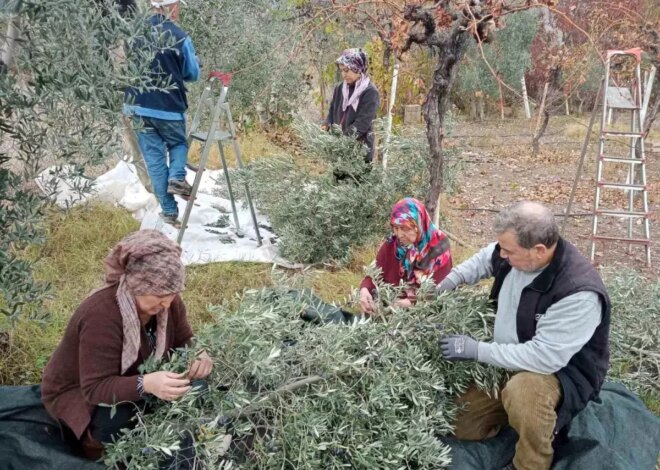 Sarıcakaya’da Zeytin Hasadı Rekor Kırdı